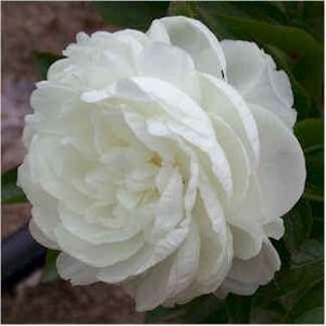 PIVOINE MOTHER MOICE 70